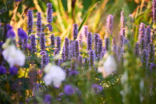 Preview: Garden photo