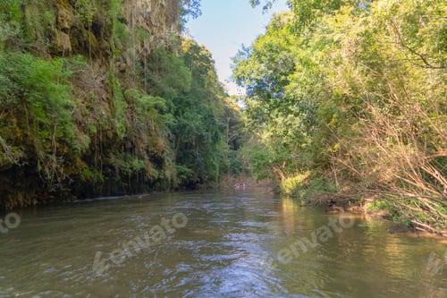Preview: Lush green trees in tropical forest. Nature landscape background.