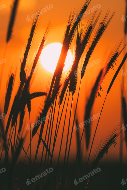 Preview: Summer Sun Shining Through Young Yellow Wheat Sprouts. Wheat Field In Sunset Sunrise Sun