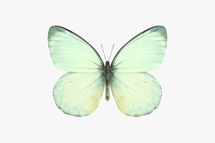 Preview: Delias Oraia - White Colored Butterfly