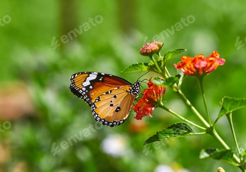 Preview: A yellow butterfly perched on the vibrant flower