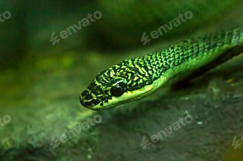 Preview: Eye of the snake Golden tree snake
