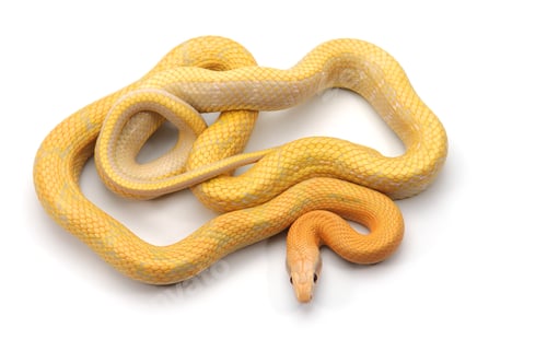 Preview: Rat snake albino isolated on white background