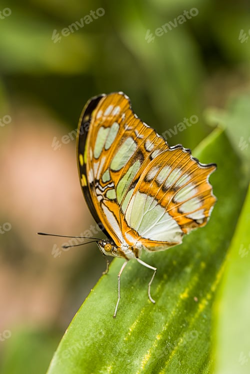Preview: Monarch butterfly on a green plant.