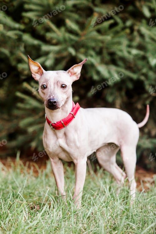 Preview: American Hairless Terrier dog for a walk in the park