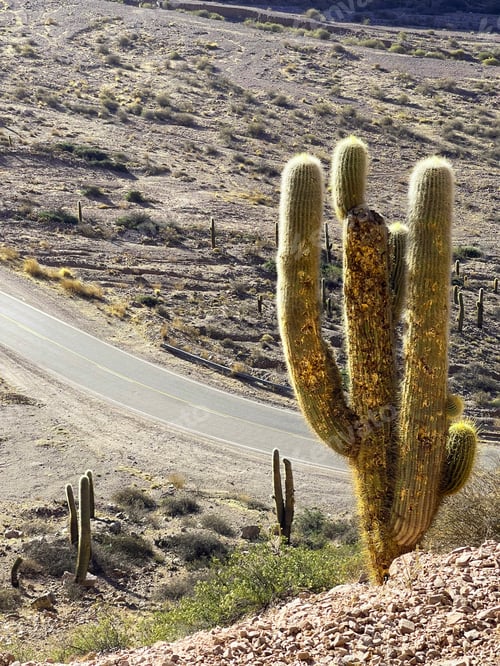 Preview: Giant cacti growing on the slopes of the Andes in Jujuy Province, Argentina