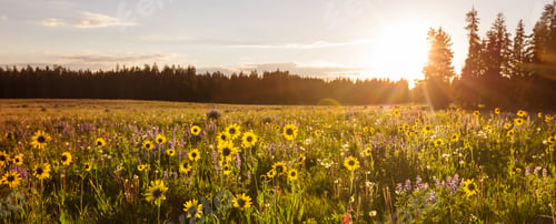 Preview: Mountains meadow
