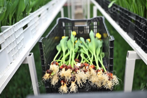 Preview: tulip bulbs in close-up on the background of a greenhouse with flowers.