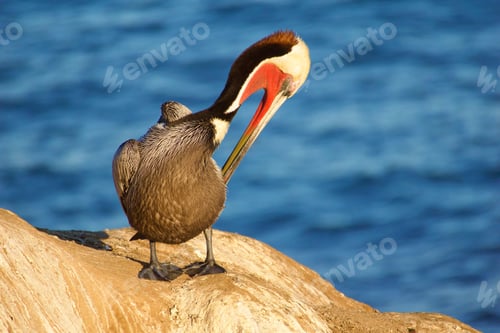 Preview: Beautiful colorful pelican sitting in the morning sun on top of the La Jolla Sea Caves and the ocean