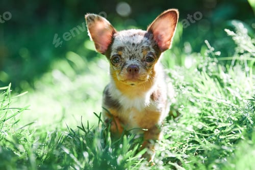 Preview: Chihuahua dog