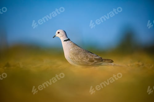 Preview: Close-up view of bird in the nature.