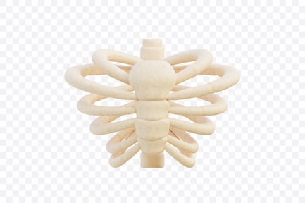 Preview: Human Rib Cage