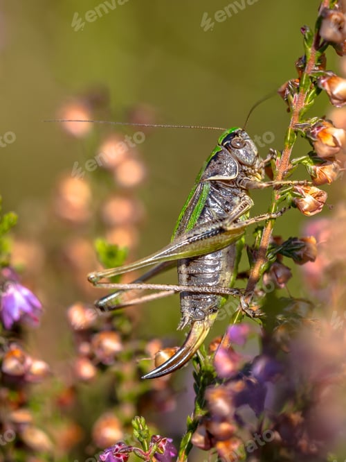 Preview: Female Bog Bush-cricket on heather