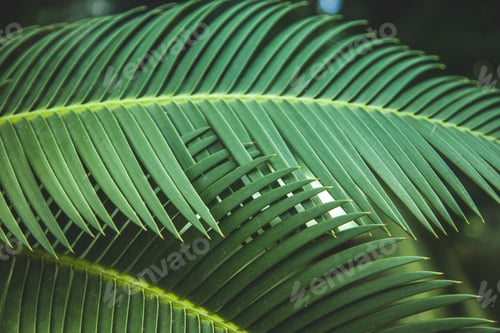 Preview: close up view of beautiful green palm leaves