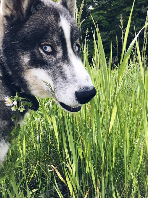 Preview: Husky dog looking like an angry wolf eating green grass