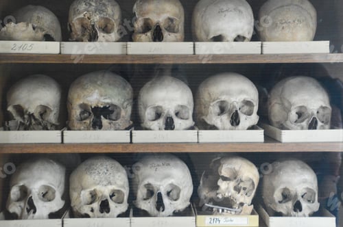 Preview: Human skulls on the shelf