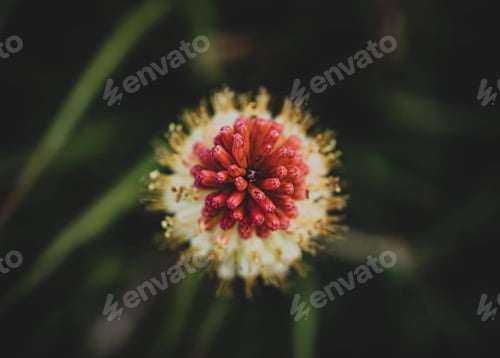 Preview: Flower