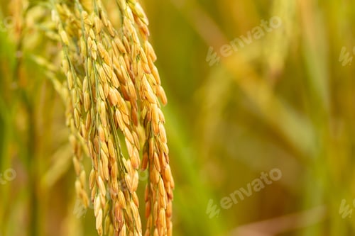 Preview: close up of yellow green rice field