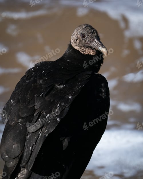Preview: Black Vulture