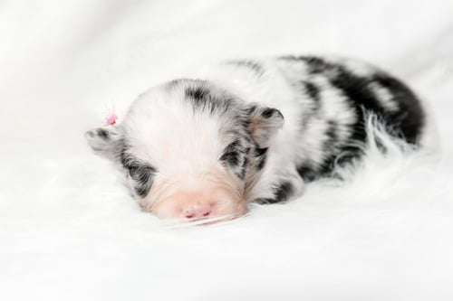 Preview: Cute newborn puppy of a australian shepherd dog lies on a white background