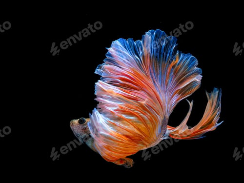 Preview: flower horn fish