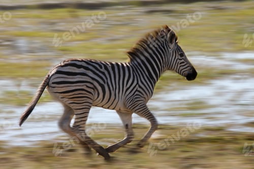 Preview: Young Zebra Running