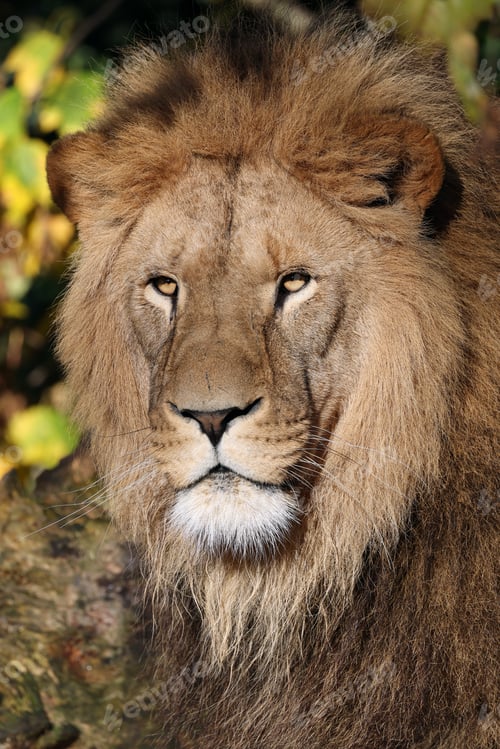 Preview: close up of a male lion (Panthera leo) at habitat