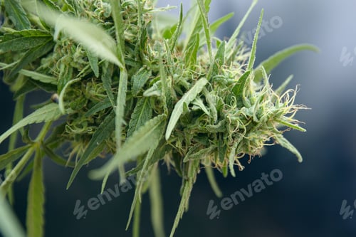 Preview: Marijuana or Sativa cannabis indica bud flower of hemp plant closeup.