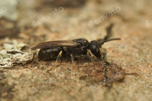 Preview: Closeup shot of a Hylaeus communis on the ground