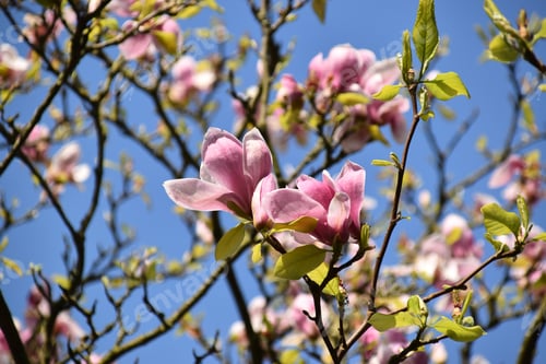 Preview: sweet magnolia flowers