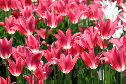Preview: beautiful tulips