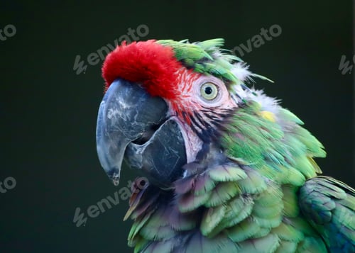 Preview: bird, parrot, tropical, beak, colorful, animal, macaw, nature, wild, red, color, green, feather, pet