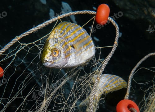 Preview: Dreamfish entangled in ghost nets