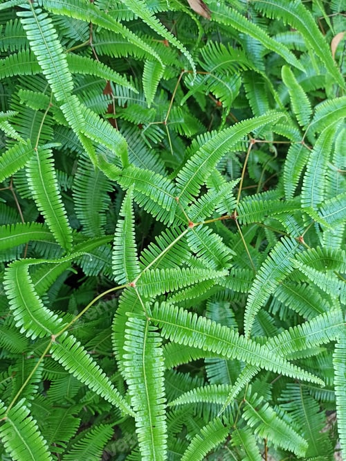Preview: Ferns