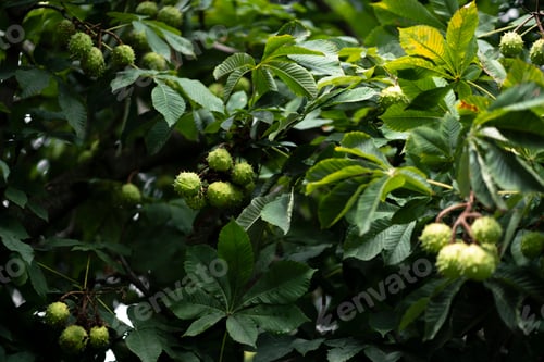 Preview: a chestnut tree with nuts growing on it, harvest season time