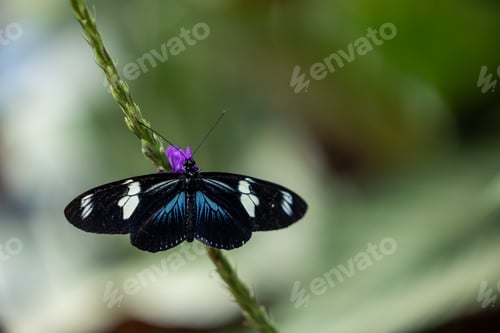 Preview: Heliconius doris butterfly at the Mindo Butterfly Sanctuary, Ecuador