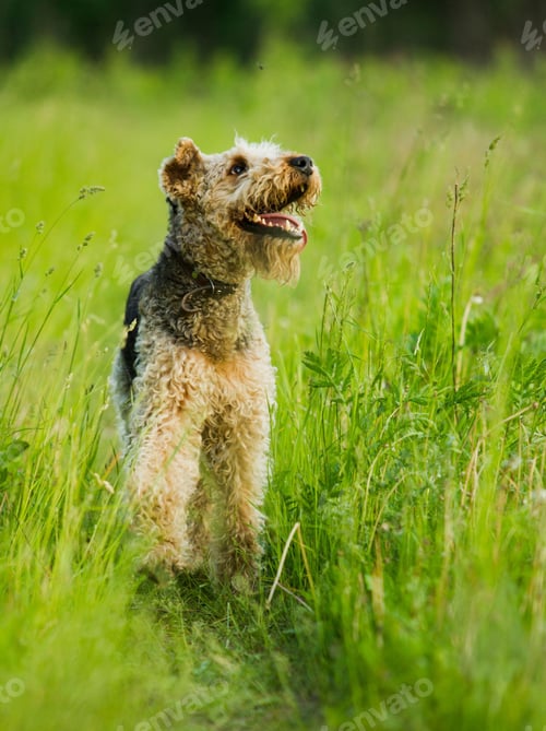 Preview: dog, pet, terrier, dogs