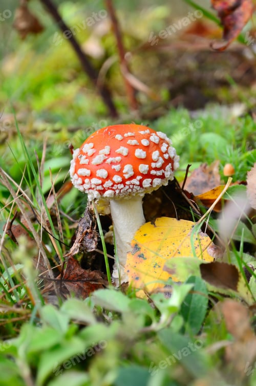 Preview: Red poisonous mushroom
