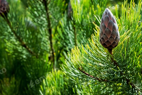 Preview: Close up of Small Pine Sugarbush, Protea aristata, with close buds.