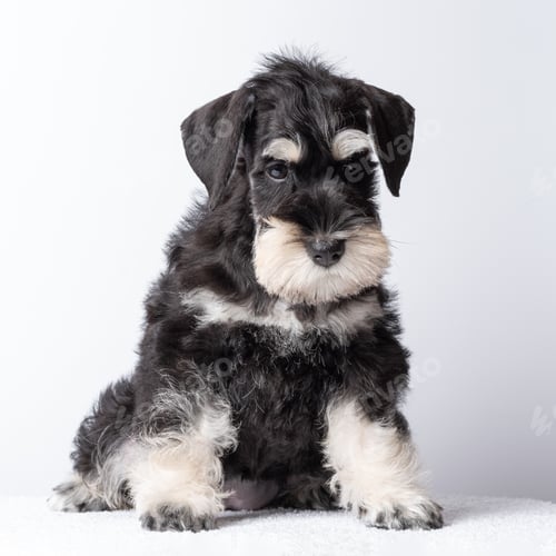 Preview: Cute black and white schnauzer puppy sitting calmly, concept of pet love and companionship