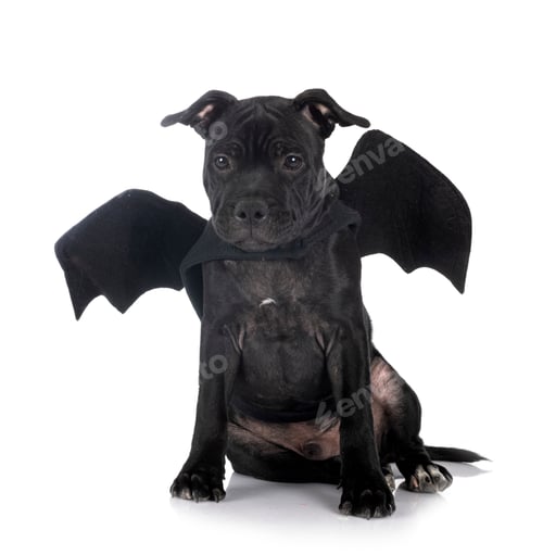 Preview: staffordshire bull terrier