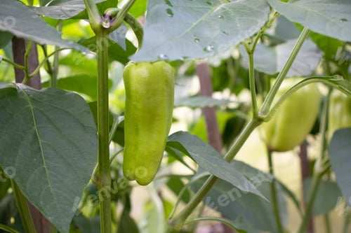 Preview: crop of green peppers in a garden bed in a greenhouse
