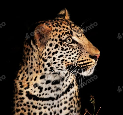 Preview: A Travel Around the world with beautiful Zambia Wildlife picture