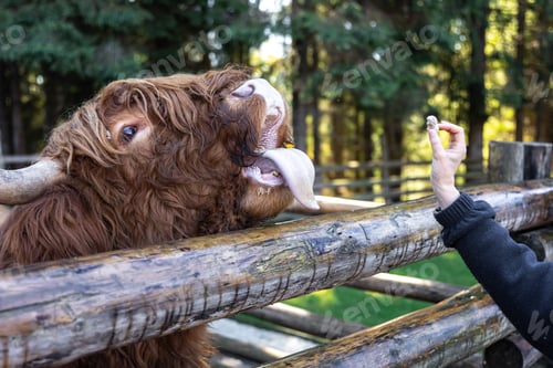 Preview: Close-up, a woman is feeding a bull behind a wooden partition.