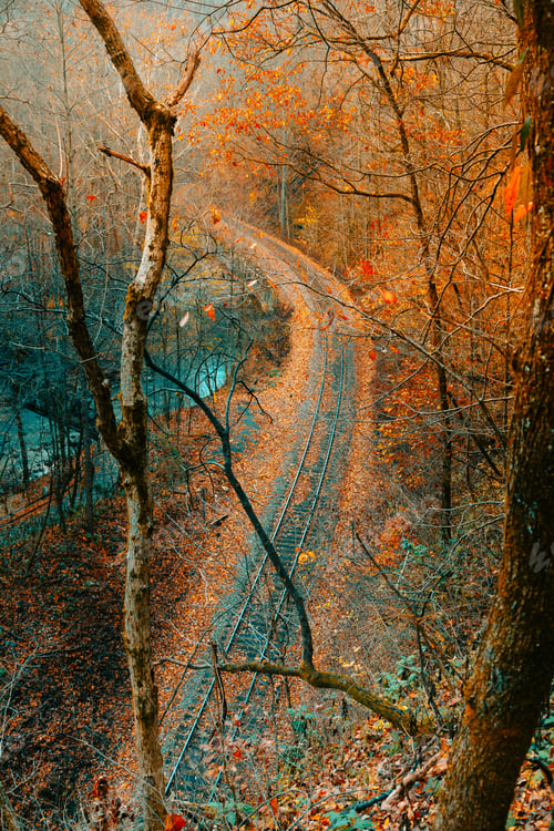 Preview: Train tracks with foliage