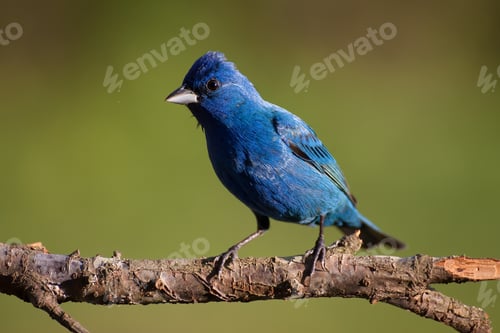Preview: Indigo Bunting