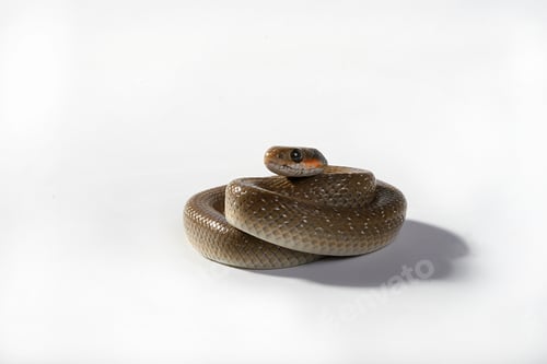 Preview: A small red lipped snake coiled up on a white background
