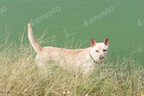 Preview: Cute Kishu dog in a field over a background of a lake