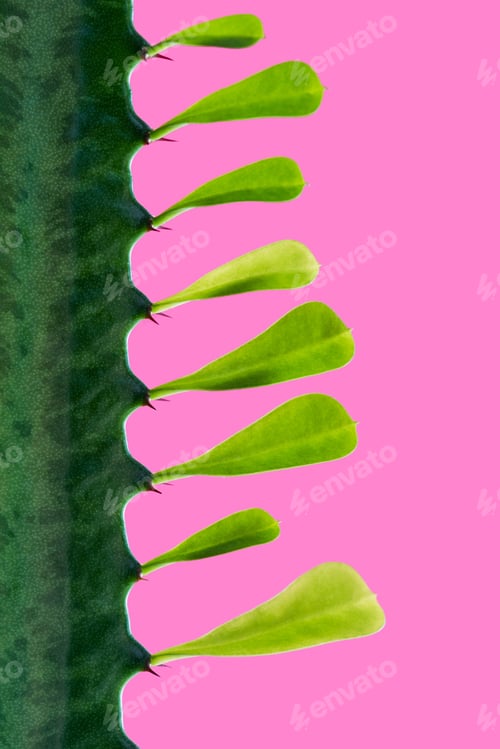 Preview: close-up view of beautiful green cactus isolated on pink