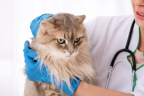 Preview: Longhaired cat in hands of vet doctor